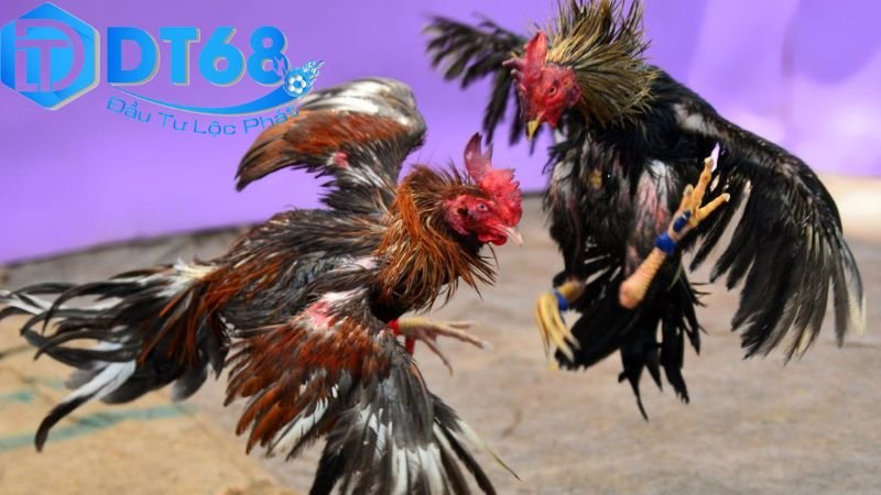 Chơi đá gà ăn tiền tại DT68 – Những điều cần biết 3 Chiến lược và mẹo