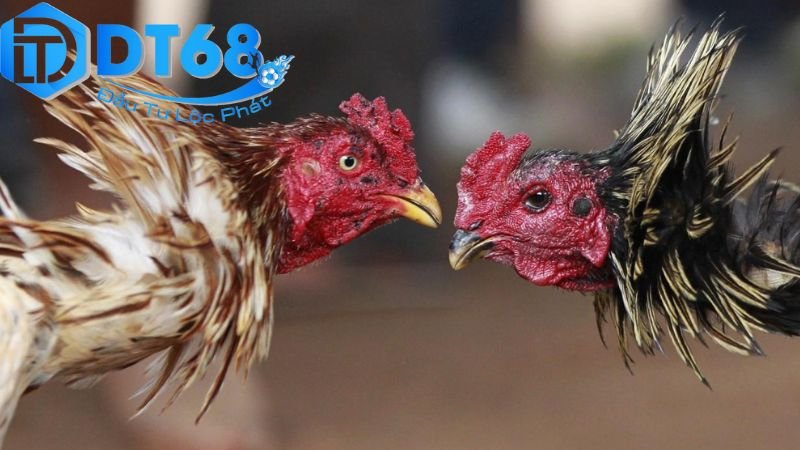 Chơi đá gà ăn tiền tại DT68 – Những điều cần biết 2 Hướng dẫn tham gia