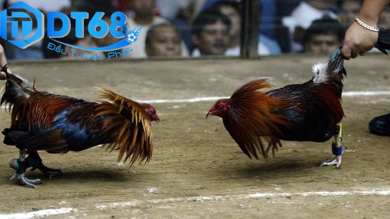 Chơi đá gà ăn tiền tại DT68 – Những điều cần biết 4 Rủi ro liên quan