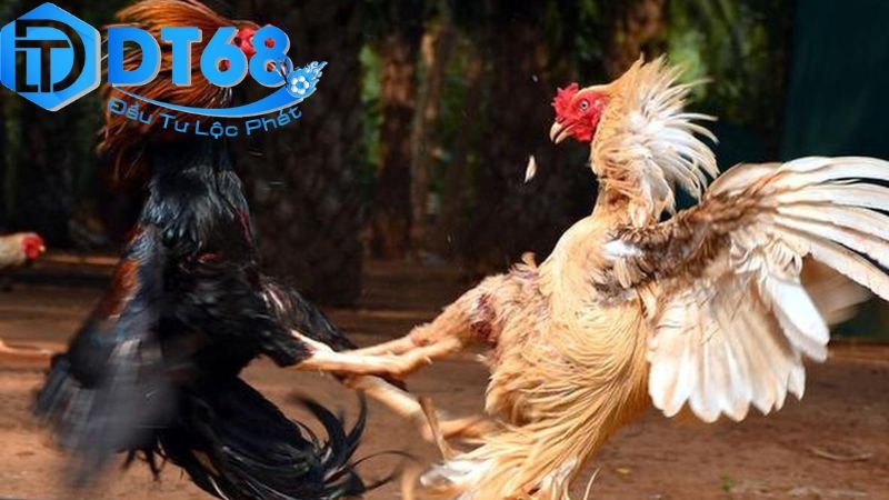 Cược đá gà trực tuyến DT68 uy tín, thưởng cực lớn 2 Hướng dẫn đăng ký
