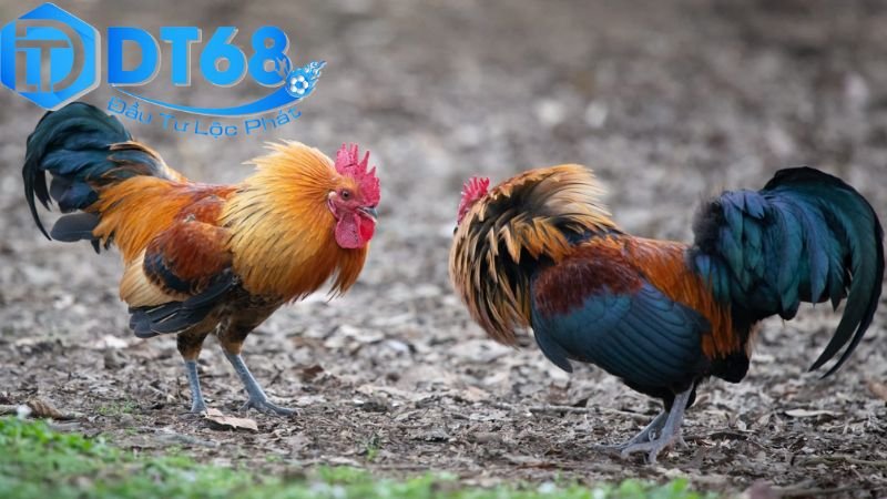 Cược đá gà trực tuyến DT68 uy tín, thưởng cực lớn 3 Chiến lược và mẹo để thành công