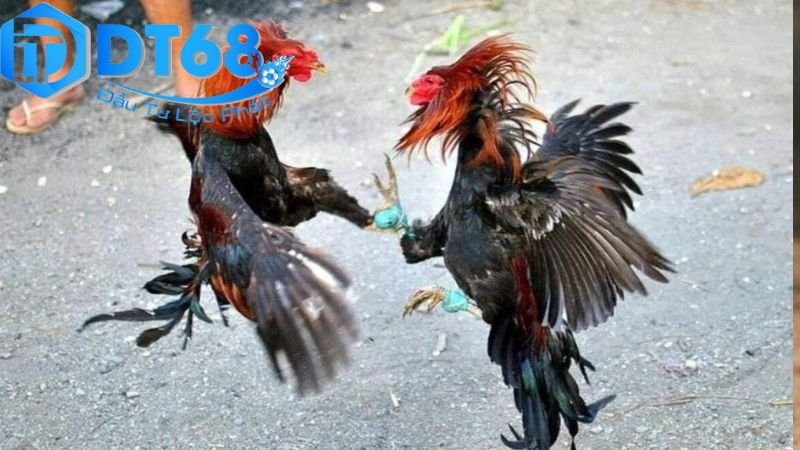 Cược đá gà trực tuyến DT68 uy tín, thưởng cực lớn 4 An toàn, pháp lý và trách nhiệm