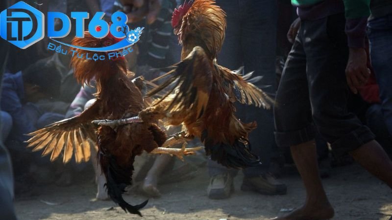 Đá gà Campuchia DT68 trực tiếp mỗi ngày 2 Lịch sử và phát triển của đá gà