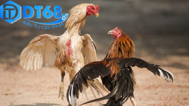 Đá gà Campuchia DT68 trực tiếp mỗi ngày 4 Quy tắc chơi và cách tham gia