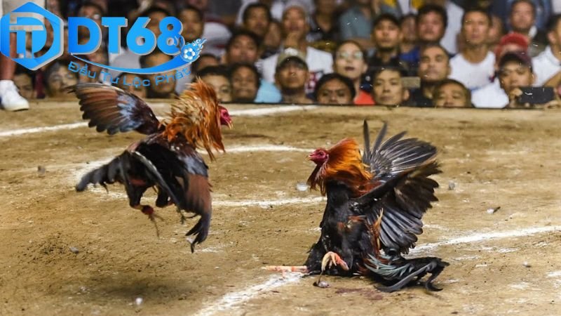 DT68 Đá Gà Có Hợp Pháp Không? Phân Tích Toàn Diện 4 Lợi ích và rủi ro khi tham gia