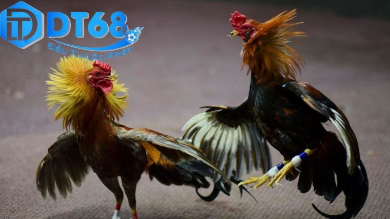 Tải app đá gà DT68 nhanh chóng và dễ dàng 2 Lợi ích khi tải