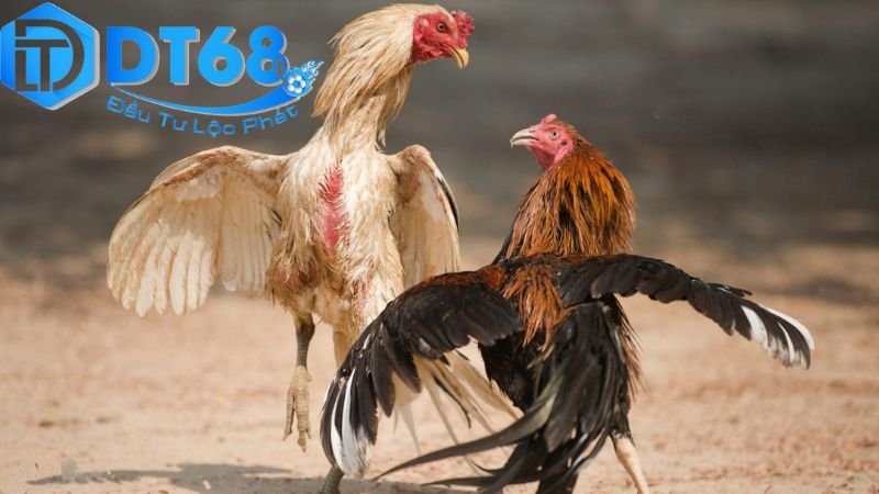 Tải app đá gà DT68 nhanh chóng và dễ dàng 4 Các tính năng nổi bật